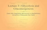 Chem 454: Regulatory Mechanisms in Biochemistry University of … · 2009-04-24 · Gluconeogenesis. 2 Glycolysis converts glucose (C 6H 12O 6) molecules to two molecules of pyruvic