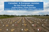 Canadian & European Varieties for the Fresh Marketrvpadmin.cce.cornell.edu/uploads/doc_404.pdfFABULA Oval to oblong tubers, yellow flesh. Low set. Tubers size well. Tuber size should