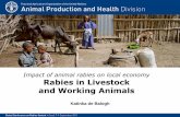 Impact of animal rabies on local economy Rabies in ... ImpactOnLocalEconomy1...–Security –some countries a food source. ... (Knobel et al. 2005) Africa estimate Asia estimate Total