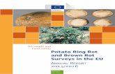 Potato Ring Rot and Brown Rot Surveys in the EU · Potato ring rot and brown rot surveys in the EU Annual Report 2015/2016 ... All production of seed potatoes for marketing is supervised