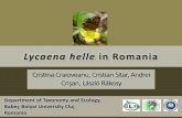 Lycaena helle in Romania - De Vlinderstichting · Lycaena helle in Romania •Occurrence at low altitudes (