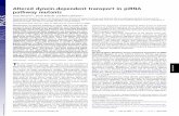 Altered dynein-dependent transport in piRNA pathway mutants · Altered dynein-dependent transport in piRNA pathway mutants Caryn Navarroa,1, Simon Bullockb, and Ruth Lehmanna,2 aDevelopmental