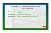 Chapter 10 Sexual Reproduction and Genetics · 2015-01-20 · Chapter 10 Sexual Reproduction and Genetics ! Human body cells have 46 chromosomes ... Crossing over produces exchange