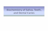 Biochemistry of Saliva, Teeth, and Dental Caries...present in the crystal arranged in octahedral channels running through the crystal structure •Two-thirds of these channels are