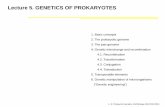 Lecture 5. GENETICS OF PROKARYOTESrua.ua.es/dspace/bitstream/10045/34120/2/ARA_13-14... · Lecture 5. GENETICS OF PROKARYOTES. 1. Basic concepts . 2. The prokaryotic genome ... Expression: