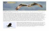Osprey Wildlife Note - Pennsylvania Game Commission · Commission's online Osprey Nest Survey. The osprey was listed as extirpated in Pennsylvania in 1979. As recently as 1986, the