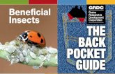 Beneficial Insects - GRDC · Beneficial insects can be encouraged by better targeting and reducing insecticide applications, as well as providing alternate food sources and refuge