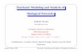 Stochastic Modeling and Analysis of Biological Networks · Stochastic Modeling and Analysis of Biological Networks Ashish Tiwari Tiwari@csl.sri.com Computer Science Laboratory SRI