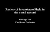 Fossil Invertebrates of the Phanerozoicpages.geo.wvu.edu/~kammer/g230/ReviewInvertebrates.pdfClass Cephalopoda Nautilus. Nautilus Eating a Crab. A Paleozoic Cephaplopod, a goniatitic