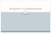 Wegener’s Granulomatosis - NYU Langone Health...Wegener granulomatosis (WG) is a complex, immune- mediated disorder, which along with microscopic polyangitis and Churg-Strauss syndrome,