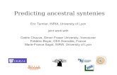 Eric Tannier, INRIA, University of Lyon joint work with ... · Predicting ancestral syntenies Eric Tannier, INRIA, University of Lyon joint work with Cedric Chauve, Simon Fraser University,