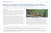 History and Status of Introduced Rhesus Macaques Macaca ...edis.ifas.ufl.edu/pdffiles/UW/UW41200.pdfWEC367 History and Status of Introduced Rhesus Macaques (Macaca mulatta) in Silver