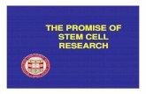 THE PROMISE OF STEM CELL RESEARCH · malignant osteopetrosis with adult stem cells. somatic cell nuclear transfer to produce stem cells (scnt) sexual reproduction. day 5 “therapeutic