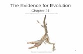 Chapter 21• Early embryonic development –Strongest anatomical evidence supporting evolution comes from comparisons of how organisms develop –Embryos of different types of vertebrates,