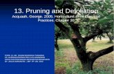 13. Pruning and Defoliation - Universitas Brawijayawartabepe.staff.ub.ac.id/files/2013/03/DBT-13-PRUNING...13. Pruning and Defoliation Acquaah, George. 2005. Horticulture. Principles