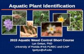 Aquatic Plant ID - UF/IFAS OCI Wed 5C (Sandpiper) 800...Aquatic Plant Identification 2015 Aquatic Weed Control Short Course Lyn Gettys, PhD University of Florida IFAS FLREC and CAIP