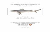 The northern river shark (Glyphis sp. C) in Western Australia · Carcharhinus leucas, speartooth shark (or Bizant River Shark) Glyphis sp. A and northern river shark Glyphis sp. C