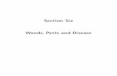 Section Six - Weeds, Pests and Disease · Section Six: Weeds, Pests and Disease Biodynamic Education Centre Resource Guide 6 Looking at the Wide Aspects of Nature Weeds are indicator