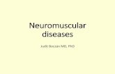 Neuromuscular diseasesneurology.dote.hu/2018-2019/Neuromuscular_diseases_fifth...Neuromuscular diseases - Motoneuron (motoneuron diseases) - Spinal roots (pl. disc herniation) - Plexus
