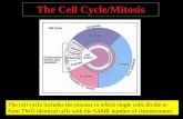 The Cell Cycle/Mitosis - Tamalpais Union High School District · 2013-12-04 · • To complete the cell cycle, the cytoplasm needs to divide! • Cytokinesis is the division of the
