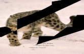 雪豹生存策略 - snowleopardnetwork.org · iv 雪豹生存策略 前言 雪豹（Panthera uncia ）分布区包括各种不同的栖息地：有些是世界上最干旱的山地，有些是天山和