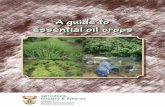 A guide to essential oil cropsESSENTIAL OIL CROPS General guidelines A guide to essential oil crops agriculture, forestry & fisheries Department: Agriculture, Forestry and Fisheries