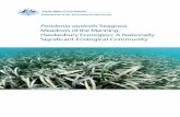 Posidonia australis Seagrass Meadows of the Manning … · 6 / Posidonia australis Seagrass Meadows of the Manning-Hawkesbury Ecoregion National ecological communities Australian