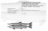 Adult Fall Chinook Salmon Passage through Fishways at ......Adult Fall Chinook Salmon Passage through Fishways at Lower Columbia River Dams in 1998, 2000, and 2001 Brian J. Burke,†