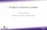 Sorghum Disease Update...Stalk rot management •Choose hybrids with good root and stalk strength, stay green characteristics and post-freeze lodging resistance •Reduce seeding rates,