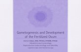Gametogenesis and Development of the Fertilized Ovum · 2018-11-01 · Gametogenesis and Development of the Fertilized Ovum Ina S. Irabon, MD, FPOGS, FPSRM, FPSGE Obstetrics and Gynecology