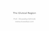 The Gluteal Region limbs/3 The... · 2012-11-10 · Gluteal Region: Introduction •Posterolateral to the bony pelvis •Muscles abduct, extend and rotate the hip externally & internally
