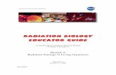 Radiation Biology Educator Guide - NASA · Radiation Biology Educator Guide Module 2: Radiation Damage in Living Organisms Authored by: Jon Rask1 ... damage to Deoxyribonucleic acid
