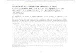 Natural variation in stomata size contributes to the local ...Natural variation in stomata size contributes to the local adaptation of water-use efficiency in Arabidopsis thaliana