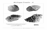 Michigan Fossils - AGeologic age: Devonian age, 360 to 410 million years ago Location: Charlevoix County Size: 125 mm, calcite replacement, From the GSD P041 collection This sheet