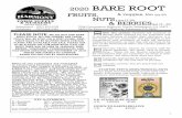 2020 BARE ROOT FRUITS, & veggies, too NUTS,& BERRIESEngland’s favorite cooking apple. Large in size, with very tart, creamy yellow flesh that makes highly flavored pies and sauce.