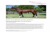 Dream Thoroughbreds Vocalise Syndicate Unnamed yearling ... · Dream Thoroughbreds Vocalise Syndicate Yearling Bay Colt By Dundeel out of Vocalise Page 4 of 16 Pedigree Description