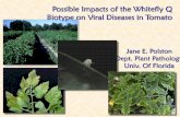 Possible Impacts of the Whitefly Q Biotype on Viral Diseases in … · 2016-09-21 · whitefly in Florida tomato fields, and is going to be more challenging to manage populations
