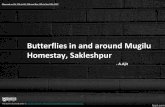 Butterflies in and around Mugilu Homestay, Sakleshpur · 2017-12-12 · Butterflies in and around Mugilu Homestay, Sakleshpur Observed on Oct 11th to Oct 15th and Nov 15th to Nov