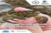 A Guide to the Wildlife of the Glenarm Coast · 2019-12-13 · veined white and meadow brown. We couldn’t care for our precious wildlife and wild places in Northern Ireland, without