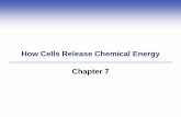 How Cells Release Chemical Energy Chapter 7niftyscience.weebly.com/uploads/1/0/3/6/10361338/chapter7_studnets.pdf7.5 Anaerobic Energy-Releasing Pathways Different fermentation pathways