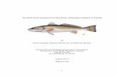The 2015 stock assessment of Red Drum, Sciaenops …Drum included prohibitions to their harvest by out-of-state citizens and for industrial purposes, e.g. composting, fertilizer or