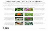 COMPANION PLANTS FOR CANNABIS - Project CBD · 2018-02-21 · COMPANION PLANTS FOR CANNABIS Companion planting is a method of cultivation where various plants are grown together in
