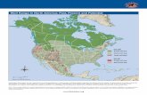 North America - Endangered Species Coalition...North America Defenders advocates for the restoration of wolf populations in appropriate suitable habitat (slanted red lines) that still