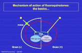 Mechanism of action of fluoroquinolones: the basics · 2007-07-27 · FARM 2146 Fluoroquinolones 29/01/2006 30 Is there a SAR for emergence of resistance ? The "Mutant Prevention