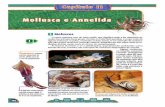 Full page photo - e-conhecimento.com.br · Nos cefalópodes, os sexos säo separados, a fecundaçäo é interna e o desenvolvimento é direto. Em muitas espécies de cefalópodes,