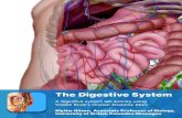 A. Digestive System Overview alimentary canal Manuals/lab manual... · 2017-12-04 · 2 A. Digestive System Overview Open the Atlas app. From the Views menu, go to Systems Views and