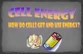Cells need energy to move, grow, reproduce,mrfinkescienceclass.weebly.com/uploads/8/3/4/3/8343897/cell_energy_one.pdf · Cells need energy to move, grow, reproduce, etc. Metabolism