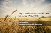 Trigo Occidental de Canadأ، 2019 ... CWRS Trigo rojo de primavera del oeste de Canadأ، Trigo duro con