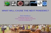 WHAT WILL CAUSE THE NEXT PANDEMIC? · • Catalogue of RNA virus species reported to infect humans 214 recognised species (to 2015) ... Catu orthobunyavirus 1974 Corriparta virus
