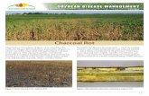 Charcoal Rot...reduce crop injury by implementing best management practices based on a better understanding of this disease. Figure 1. Severe charcoal rot in a soybean field. Figure
